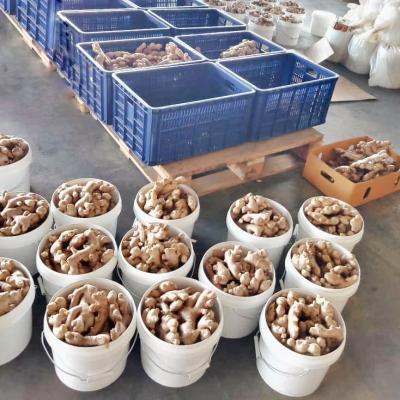 Ginger Repacking
